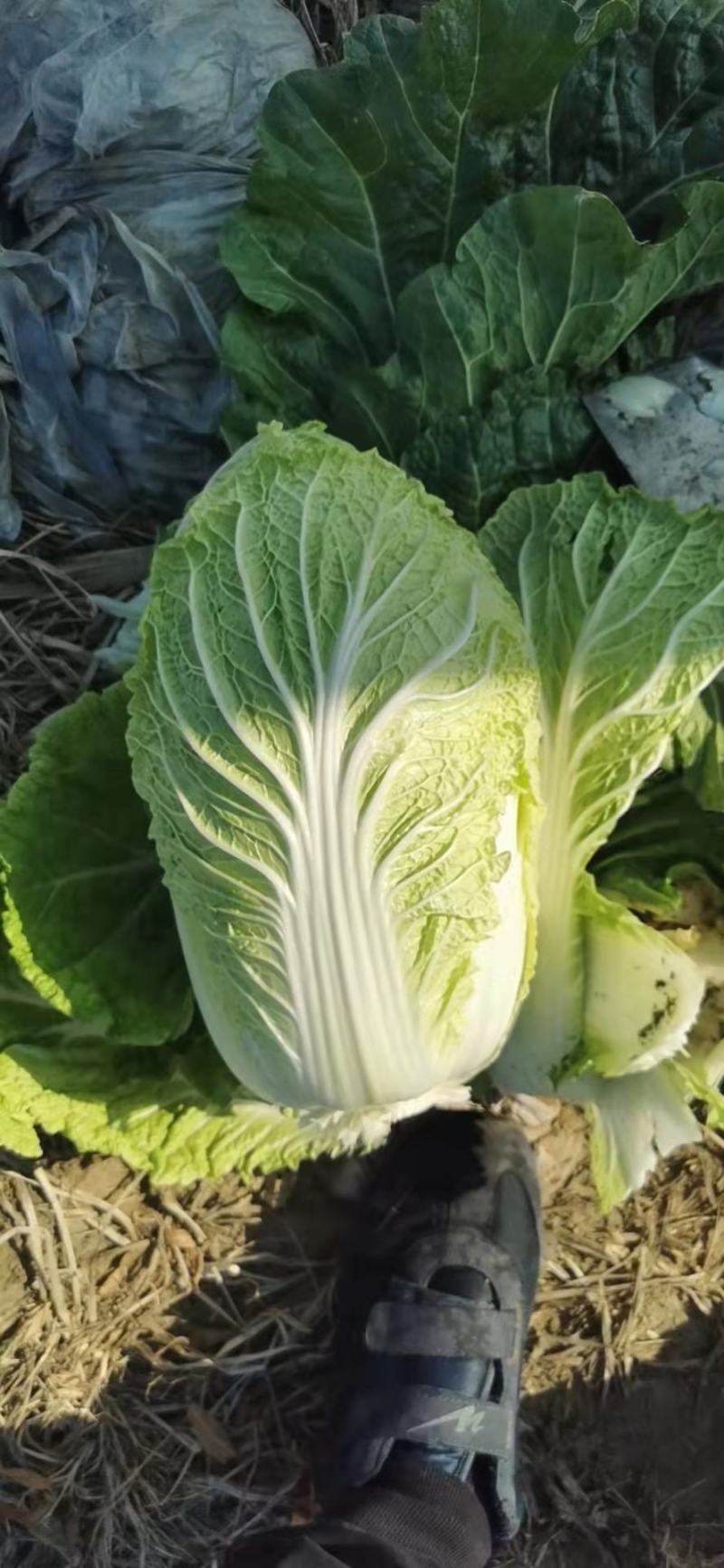 黄心大白菜净菜。