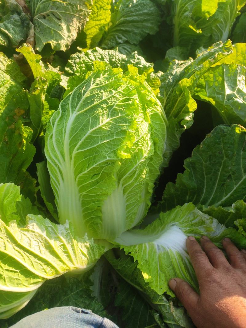 黄心大白菜净菜。