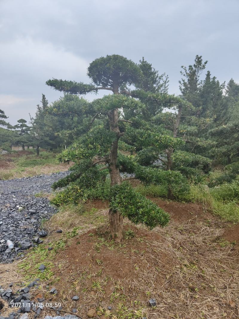 造型罗汉松