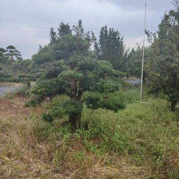 造型罗汉松