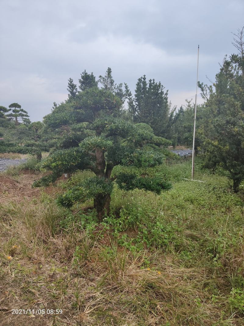 造型罗汉松