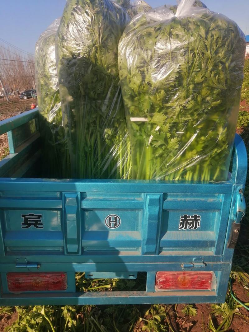 平度马家沟芹菜