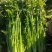 平度马家沟芹菜
