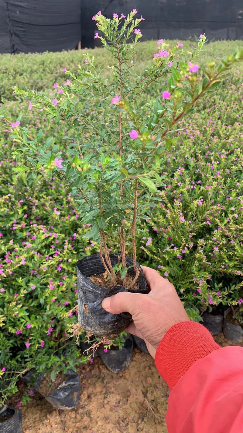 满天星~雪茄花