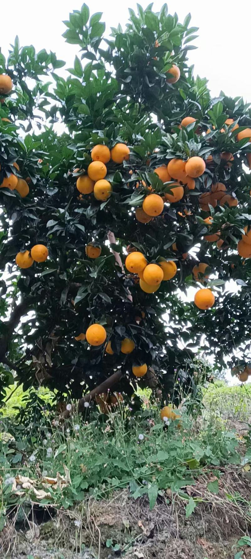 江西省南康区赣南脐橙