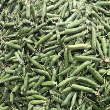 长寿人老豆拨米豆。颗粒饱满价格便宜需要的联系。