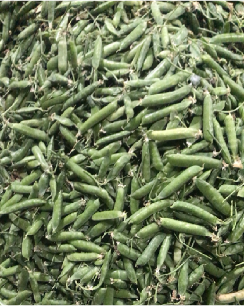 长寿人老豆拨米豆。颗粒饱满价格便宜需要的联系。