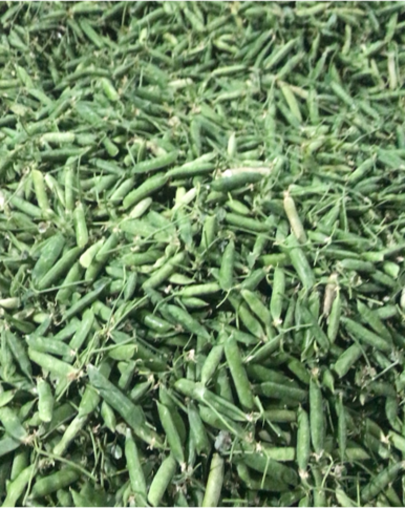 长寿人老豆拨米豆。颗粒饱满价格便宜需要的联系。