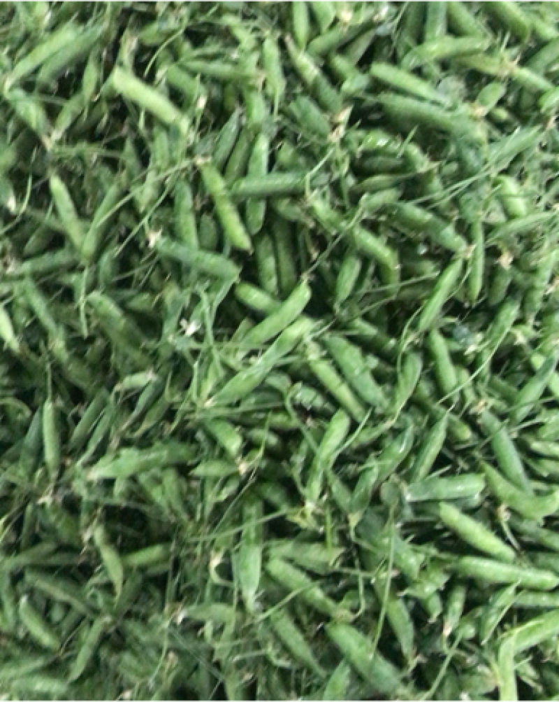 长寿人老豆拨米豆。颗粒饱满价格便宜需要的联系。