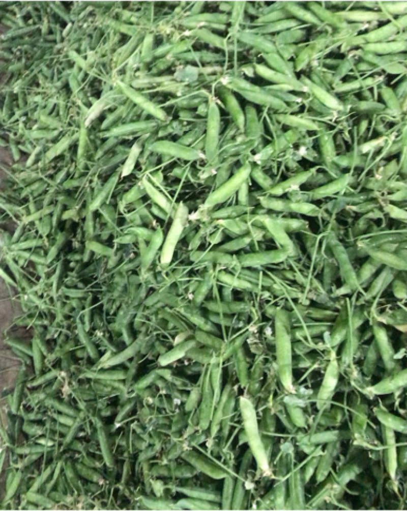 长寿人老豆拨米豆。颗粒饱满价格便宜需要的联系。