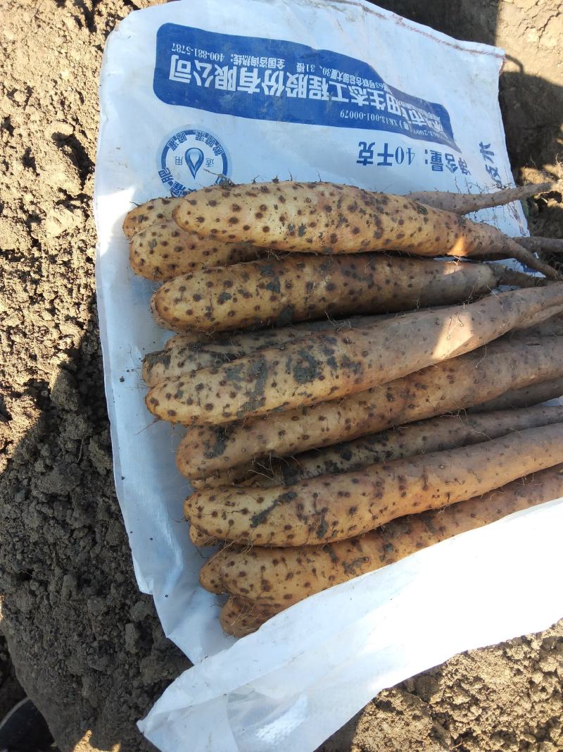 白玉山药质量优颜色好