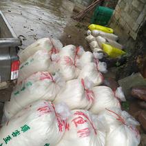 广西桂平市社坡镇新鲜豆渣，发酵豆渣，木薯渣适合养殖