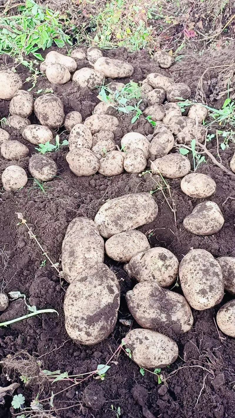 推荐土豆云南丽薯六号土豆马铃薯一手货源产地直供