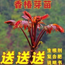 红油香椿苗南北均可种植绿油香椿苗南北均可种植