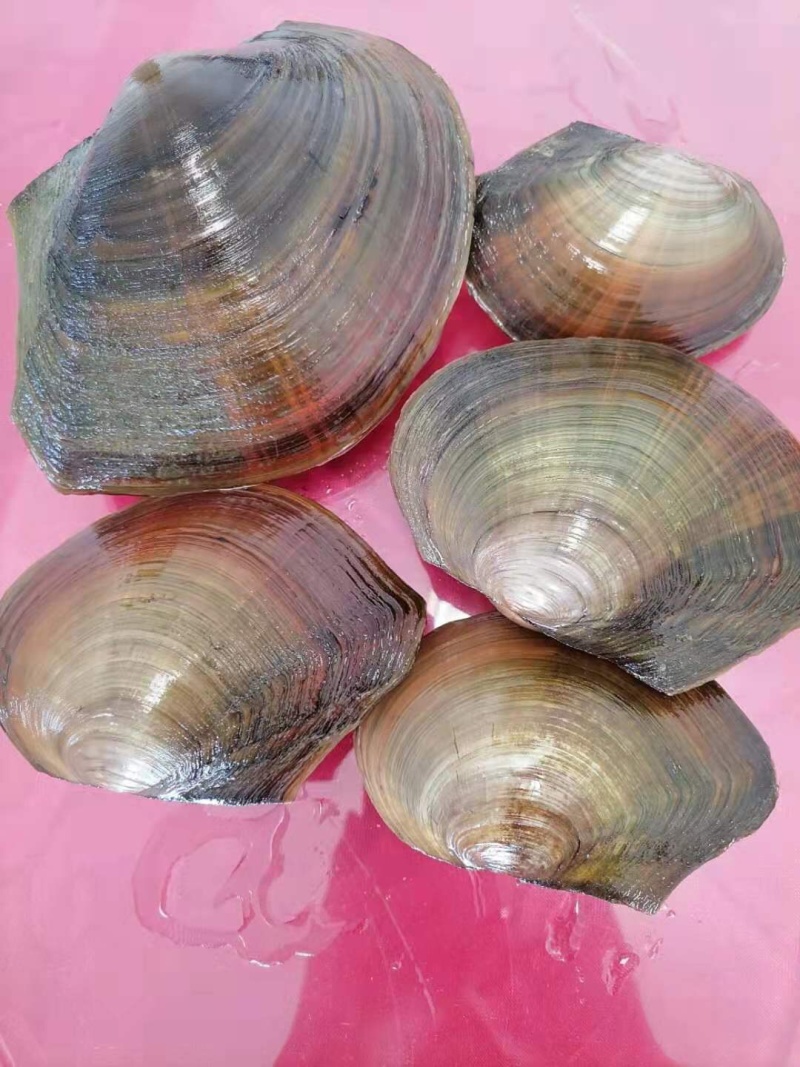 湖北河蚌各类品种【肥美鲜嫩】物美价廉湖北源头供应