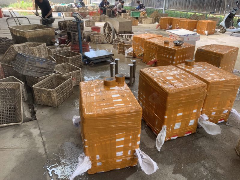 湖北河蚌各类品种【肥美鲜嫩】物美价廉湖北源头供应