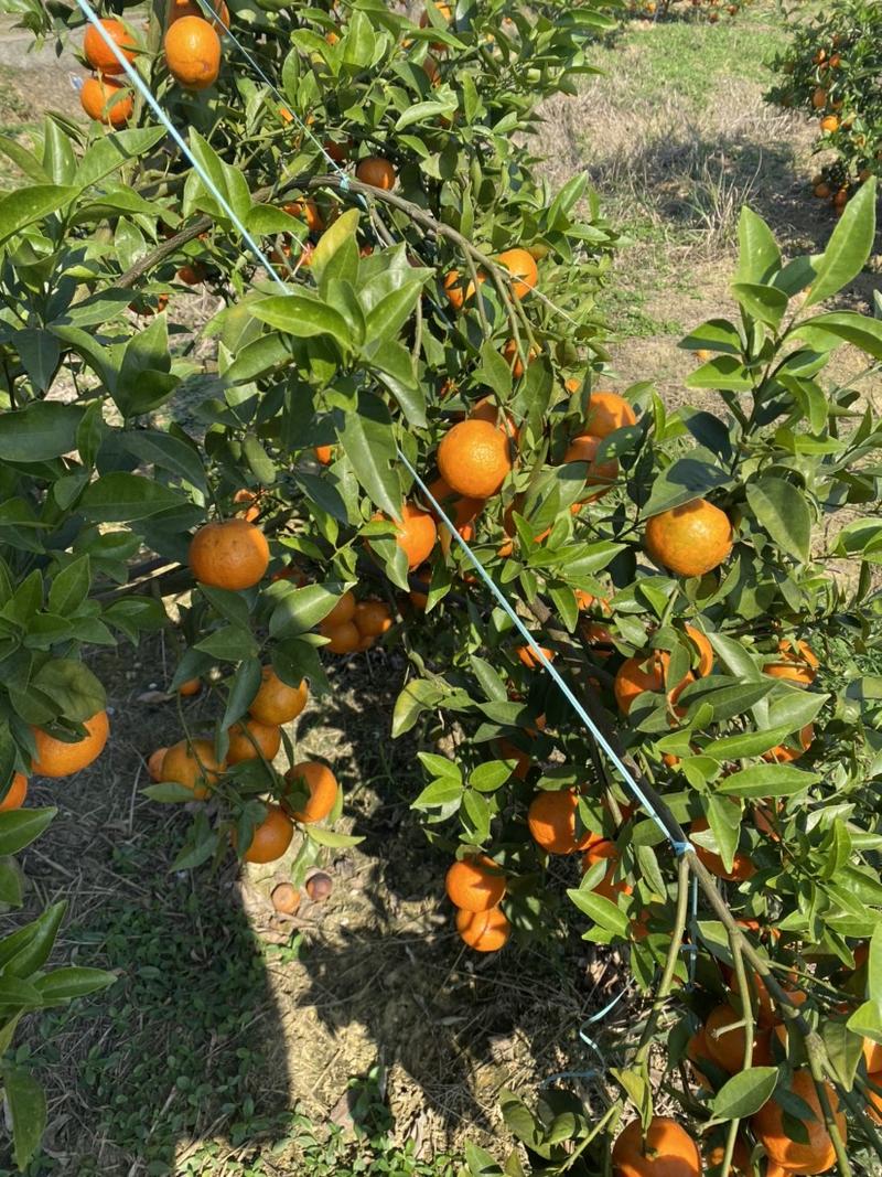 广西省南宁市宾阳县东方红柑橘🍊汁水甘甜货源充足价格实惠