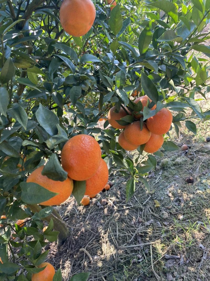 广西省南宁市宾阳县东方红柑橘🍊汁水甘甜货源充足价格实惠