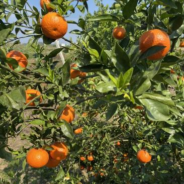 广西省南宁市宾阳县东方红柑橘🍊汁水甘甜货源充足价格实惠