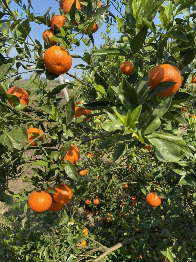 广西省南宁市宾阳县东方红柑橘🍊汁水甘甜货源充足价格实惠