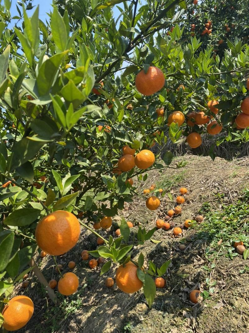 广西省南宁市宾阳县东方红柑橘🍊汁水甘甜货源充足价格实惠