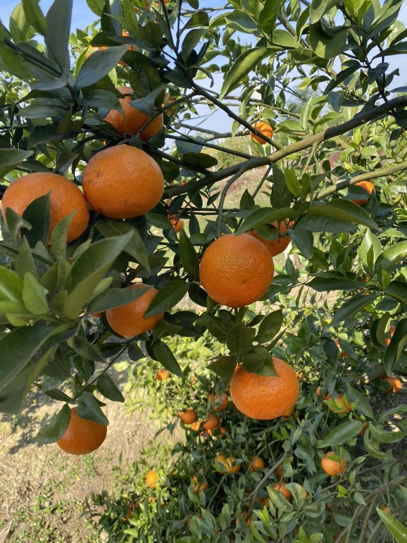 广西省南宁市宾阳县东方红柑橘🍊汁水甘甜货源充足价格实惠