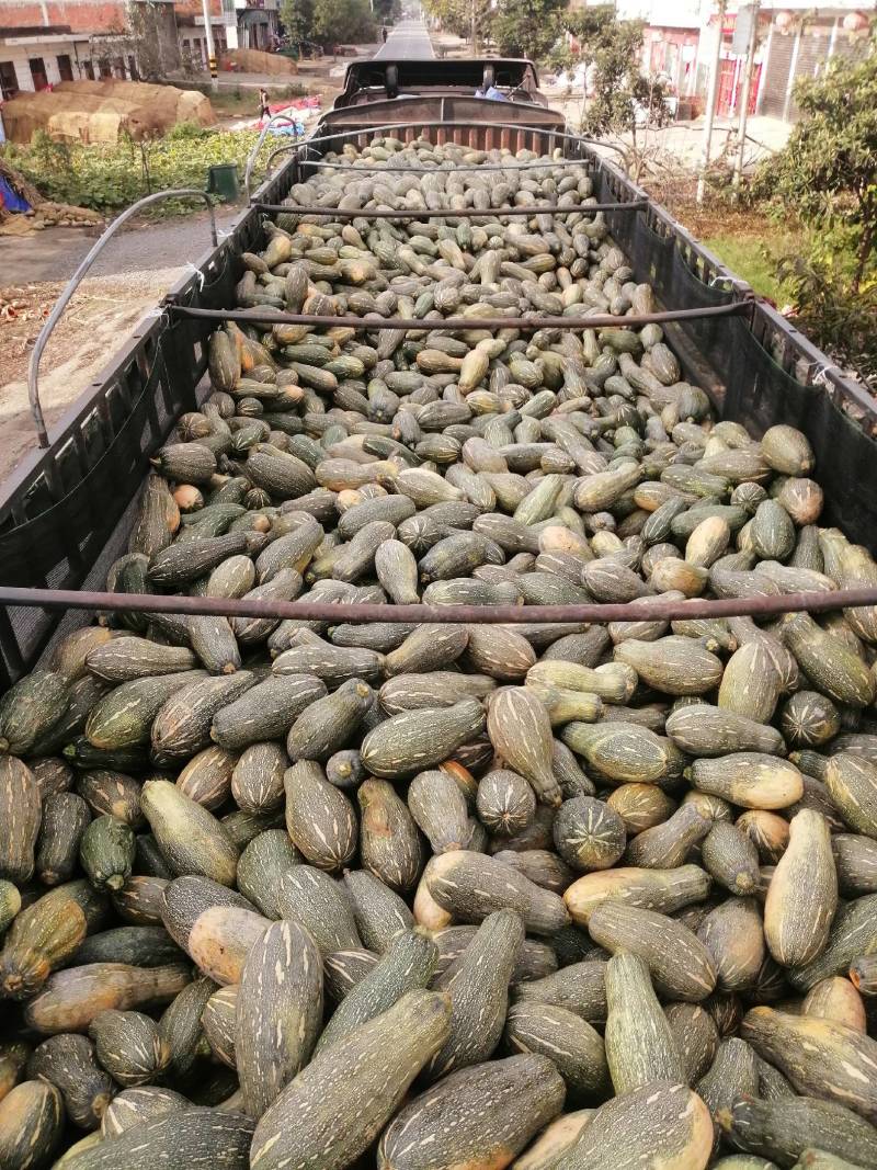 青南瓜加工厂用VS油炸青南瓜大量有货价格美丽需要联系