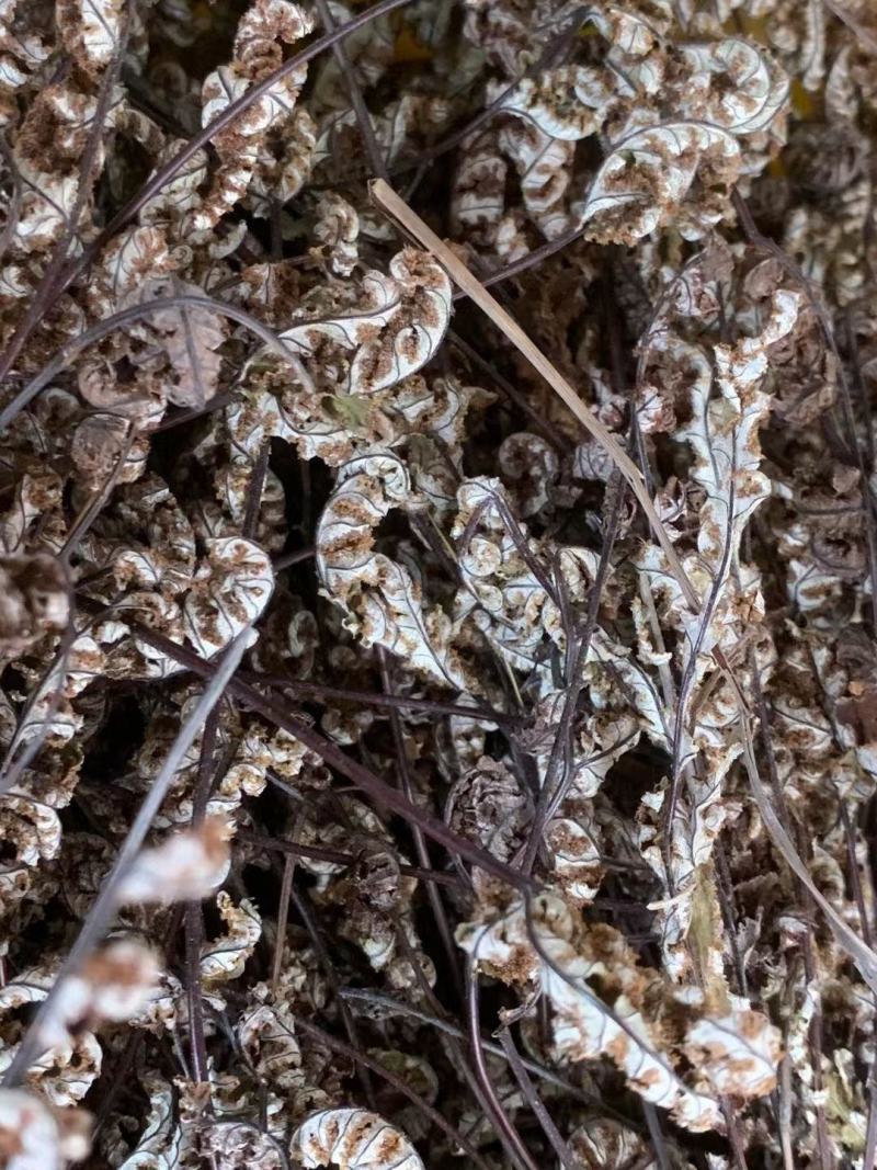 通经草【包邮】三斤起发货可批量可零售量大从优