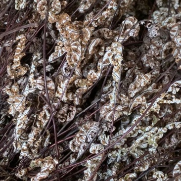 通经草【包邮】三斤起发货可批量可零售量大从优