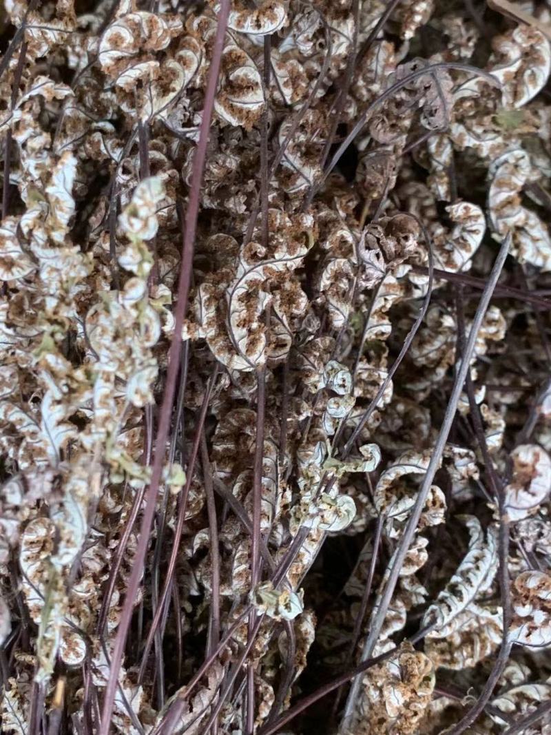 通经草【包邮】三斤起发货可批量可零售量大从优