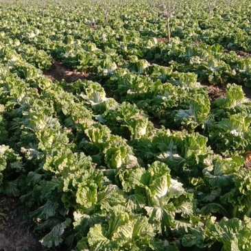 200亩大白菜大量上市