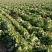 200亩大白菜大量上市