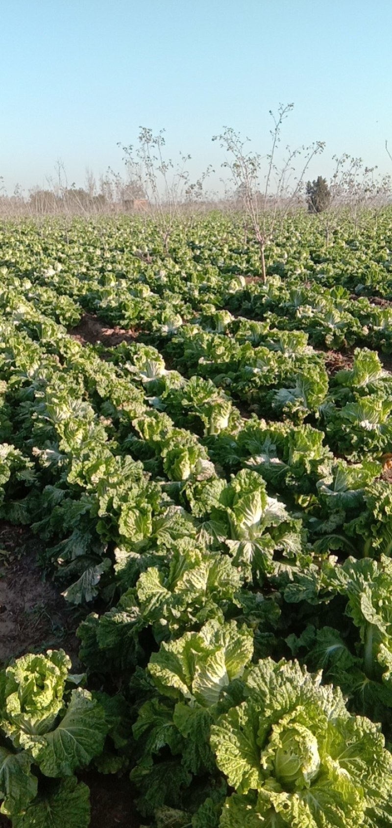 200亩大白菜大量上市