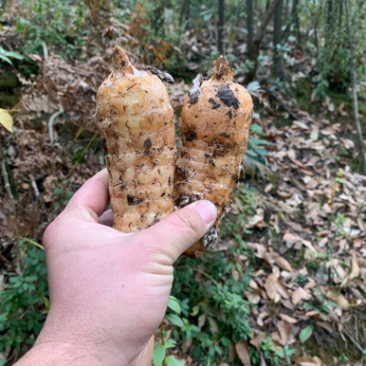贵州高海拔优质新鲜天麻