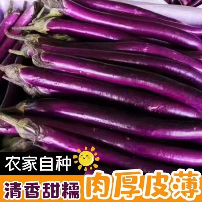【热卖】陆地、大棚精品红线茄大量上低价上市一手货源