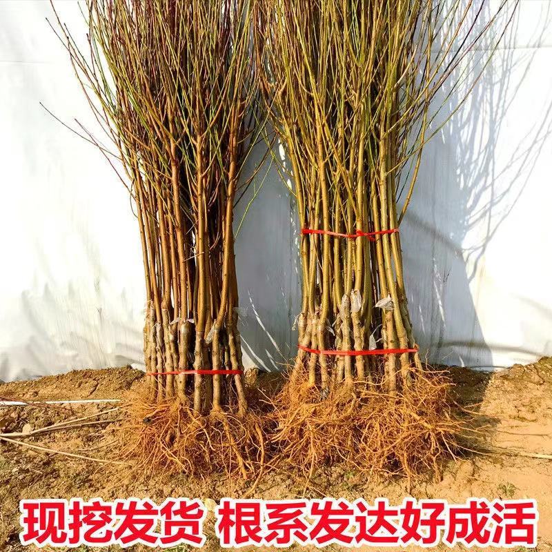 早熟大黄桃苗毛桃苗大红桃苗嫁接苗南北均可种植