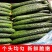 黄瓜,优质密刺黄瓜农家种植,现摘现发,保证新鲜全国发货