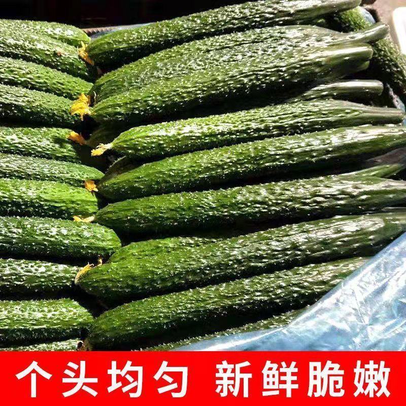 黄瓜，优质密刺黄瓜农家种植，现摘现发，保证新鲜全国发货