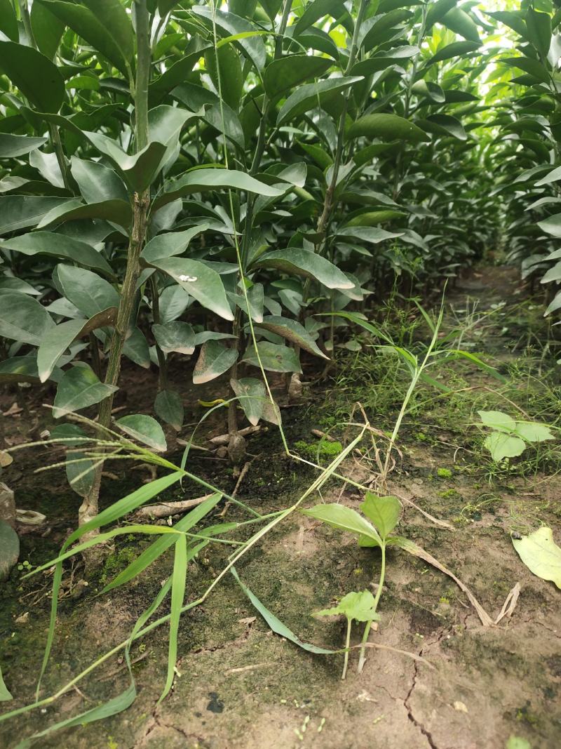 （放心苗）沃柑苗，沃柑地苗，基地现挖，品种保证，可签合同