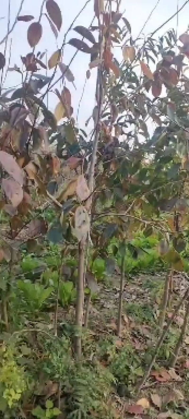 富平县柿树