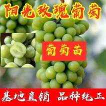 阳光玫瑰葡萄树苗香甜可口可以实地考察挖苗看苗签证