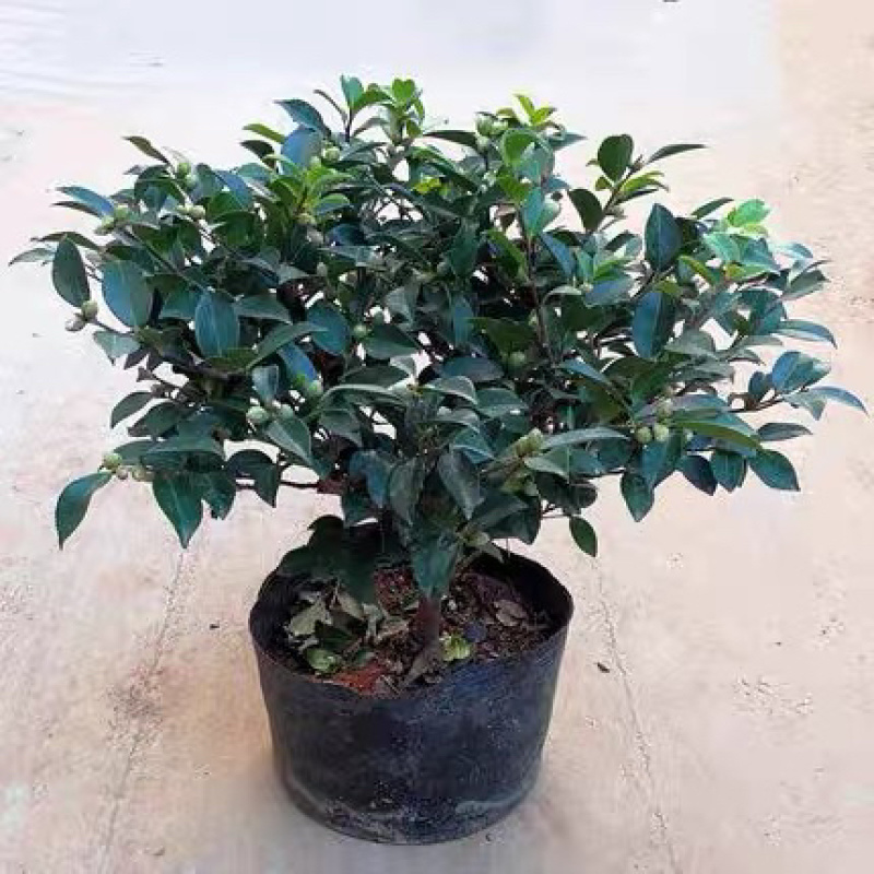 茶梅苗茶梅苗球等基地直发大量供应绿化苗木质量好