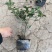 茶梅苗茶梅苗球等基地直发大量供应绿化苗木质量好