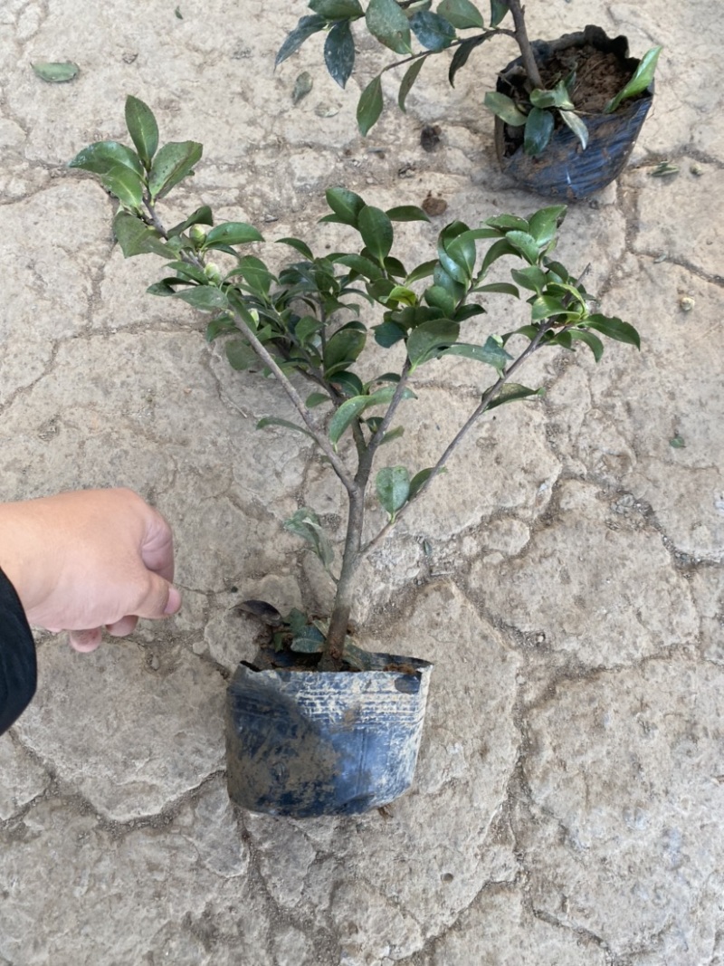 茶梅苗茶梅苗球等基地直发大量供应绿化苗木质量好