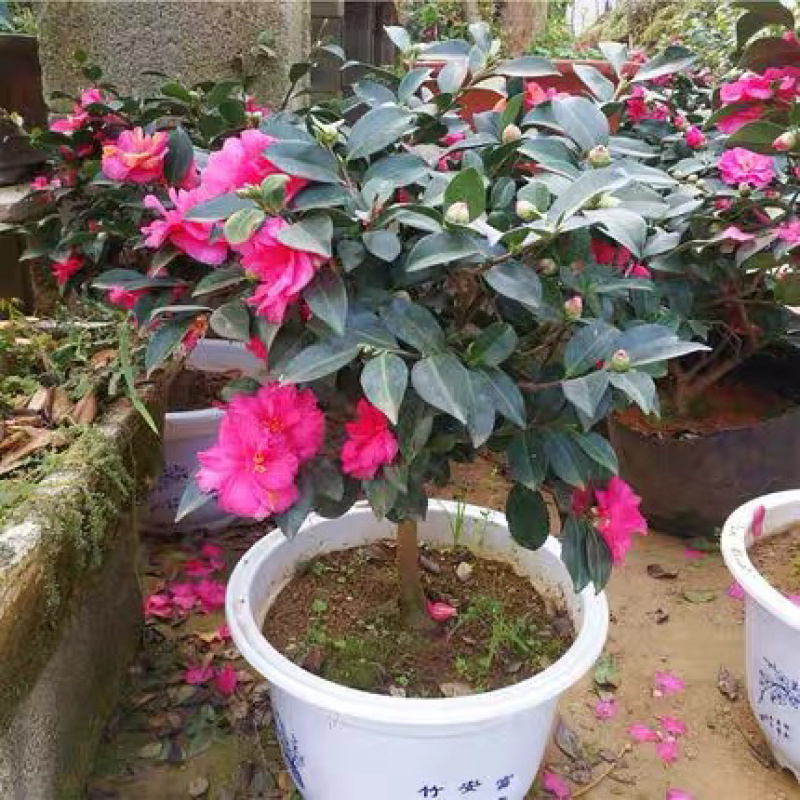茶梅苗茶梅苗球等基地直发大量供应绿化苗木质量好