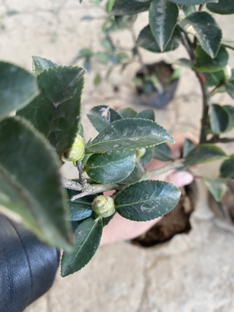 茶梅苗茶梅苗球等基地直发大量供应绿化苗木质量好
