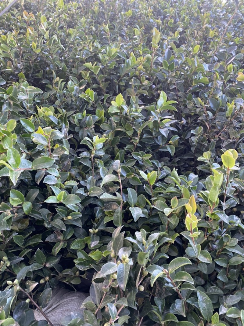 茶梅苗茶梅苗球等基地直发大量供应绿化苗木质量好