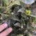 茶梅苗茶梅苗球等基地直发大量供应绿化苗木质量好