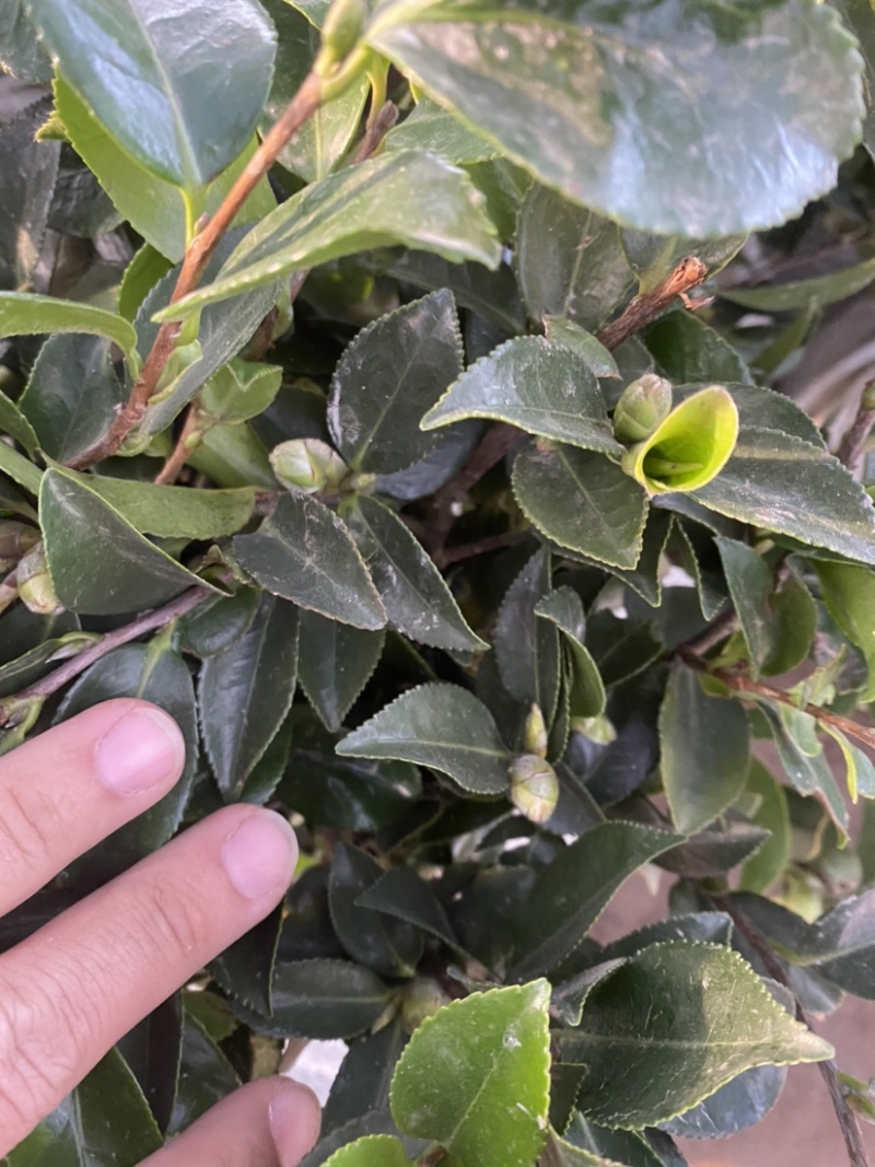 茶梅苗茶梅苗球等基地直发大量供应绿化苗木质量好