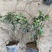 茶梅苗茶梅苗球等基地直发大量供应绿化苗木质量好